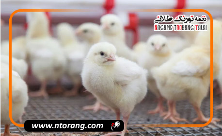 اعلام شرایط جدید وزارت جهاد کشاورزی برای جوجه ریزی گوشتی
